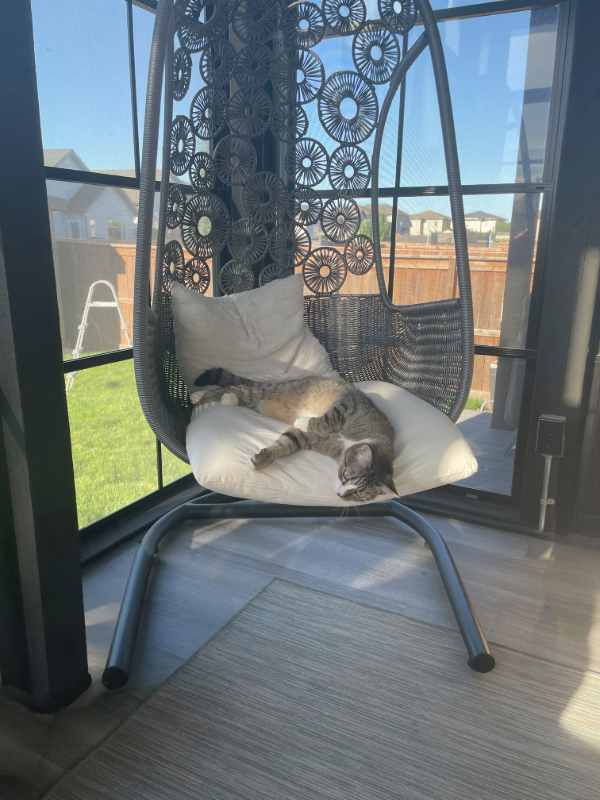 A cat relaxing in the sunroom
